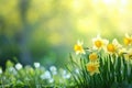 Beautiful panoramic spring nature background with daffodil flowers