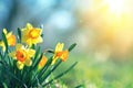 Beautiful panoramic spring nature background with daffodil flowers