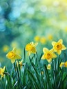 Beautiful panoramic spring nature background with daffodil flowers