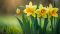 Yellow Daffodils Flowers closeup on green background Royalty Free Stock Photo