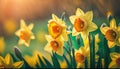 Yellow Daffodils Flowers closeup on green background Royalty Free Stock Photo