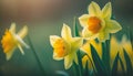 Yellow Daffodils Flowers closeup on green background Royalty Free Stock Photo