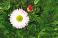 Beautiful panoramic summer nature background with one daisy flower close-up. A white daisy flower grows in a green meadow. Defocus Royalty Free Stock Photo