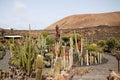 Beautiful panoramic view of the cactus garden in Lanzarote, Royalty Free Stock Photo
