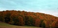 Beautiful panoramic view of a densely forested area with a colorful lush autumn foliage