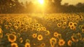 Beautiful panoramic view of a field of sunflowers in the light of the setting sun. Yellow sunflower Royalty Free Stock Photo