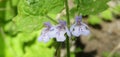 Beautiful glechoma flowers in the meadow, closeup