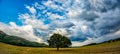 Beautiful panoramic view with a lonely oak tree in the green scenery with white dramatic clouds