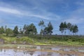 Beautiful panoramic view of pine forest in Mountains and beautiful blue sky background. The beauty of the wild Royalty Free Stock Photo