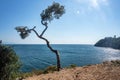 Beautiful panoramic view with pine tree of the Black Sea, and the rocky coast with trees on a sunny summer day Royalty Free Stock Photo