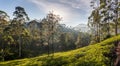 Beautiful panoramic view of a typical tea plantation, Sri Lanka