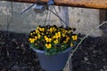 Beautiful pansies on a hanging flower pot