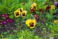 Beautiful Pansies or Violas growing on the flowerbed in garden. Garden decoration Royalty Free Stock Photo
