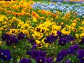 Beautiful pansy flower bed.