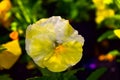 beautiful pansy flower in white and yellow tones with drops of water on the petals illuminated by daylight Royalty Free Stock Photo