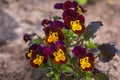 Beautiful pansy flowers, closeup