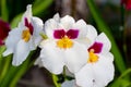 Beautiful pansy orchid. Miltonia orchids close up.