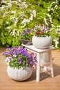 Beautiful pansy summer flowers in flowerpots in garden