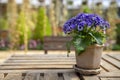 Beautiful pansy summer flowers in flowerpots in garden Royalty Free Stock Photo