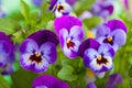 Beautiful pansy summer flowers in garden