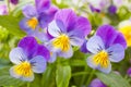 Beautiful pansy summer flowers in garden