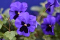 Beautiful pansy summer flowers in garden