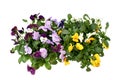 Beautiful pansy viola flower in tricolor, white, yellow and violet or purple growing in blue pot on White background and path. Royalty Free Stock Photo