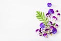 Beautiful pansy violet summer flowers flatlay on white