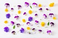 Beautiful pansy violet summer flowers flatlay on white