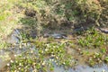 Beautiful Pantanal landscape, South America, Brazil Royalty Free Stock Photo