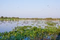 Beautiful Pantanal landscape, South America, Brazil Royalty Free Stock Photo