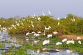 Beautiful Pantanal landscape, South America, Brazil Royalty Free Stock Photo