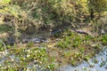 Beautiful Pantanal landscape, South America, Brazil Royalty Free Stock Photo