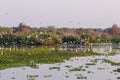 Beautiful Pantanal landscape, South America, Brazil Royalty Free Stock Photo