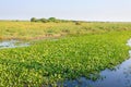 Beautiful Pantanal landscape, South America, Brazil Royalty Free Stock Photo