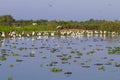 Beautiful Pantanal landscape, South America, Brazil Royalty Free Stock Photo