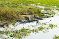 Beautiful Pantanal landscape, South America, Brazil Royalty Free Stock Photo