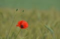 Beautiful Papaver in a corn field