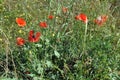 The beautiful Papaver flower in garden