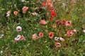 The beautiful Papaver flower in garden