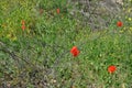 The beautiful Papaver flower in garden