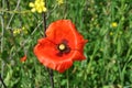 The beautiful Papaver flower in garden