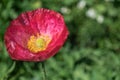 Beautiful Papaver somniferum