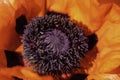 Beautiful Papaver