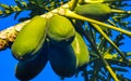 Beautiful papaya tree in tropical nature in Puerto Escondido Mexico Royalty Free Stock Photo