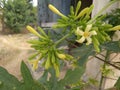 A beautiful papayas flowers picture. Royalty Free Stock Photo