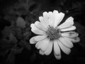 Daisy flower in black and white. Monochrome daisy flower Royalty Free Stock Photo