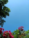 beautiful paper flowers in the hot sun