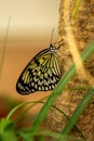 Beautiful Paper Kite Butterfly