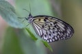 Beautiful The Paper Kite, Rice Paper, or Large Tree Nymph tropical butterfly Idea Leuconoe on a leaf.  Blurry green background. Royalty Free Stock Photo